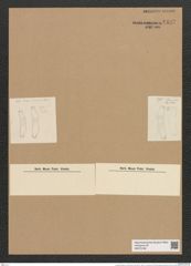 Eunotia praerupta var. bidens Grun. (de-Toni-Nr.: Genus 104, Species 3155) Zeichnungen Sammlung Grunow Nr. 6492 (NHMW-BOT-W0375198)